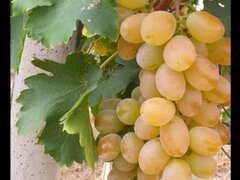 Butasi de vita de vie de anul 3