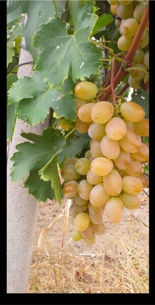 Butasi de vita de vie de anul 3