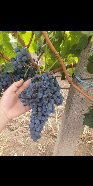 Butasi de vita de vie de anul 3