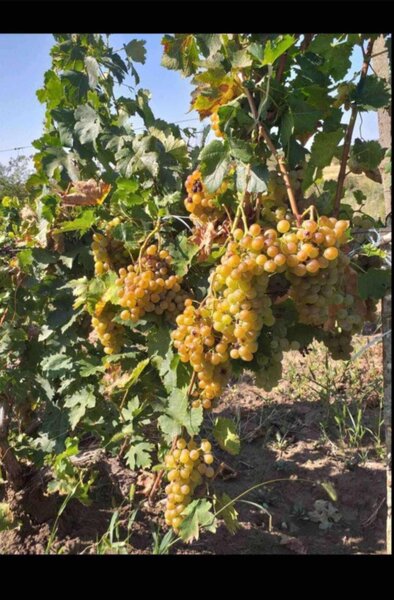 Butasi de vita de vie de anul 3