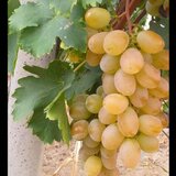 Butasi de vita de vie de anul 3